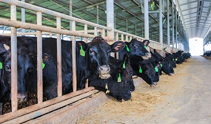 Кормовая добавка для животных