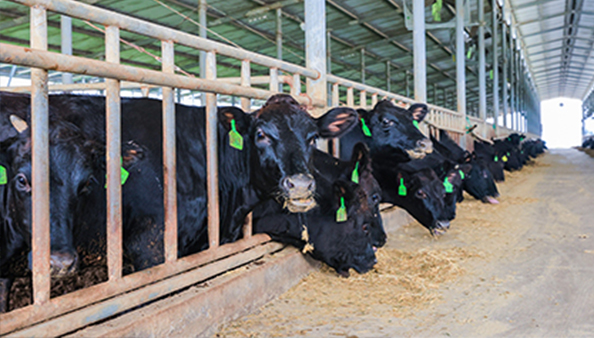 Кормовая добавка для животных